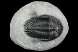 Detailed Hollardops Trilobite - Gorgeous Specimen #126293-1